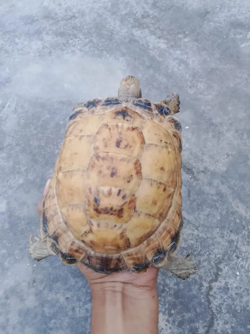Tortoise — photo 4
