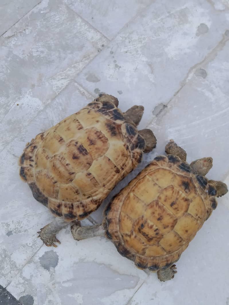 Tortoise 4