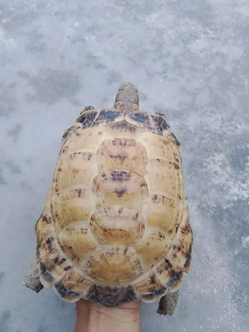 Tortoise — photo 6