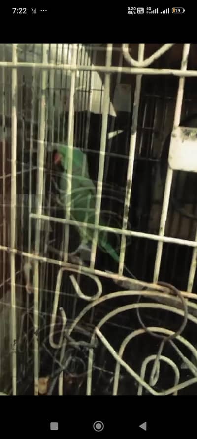 parrot sale Kar nah hah
