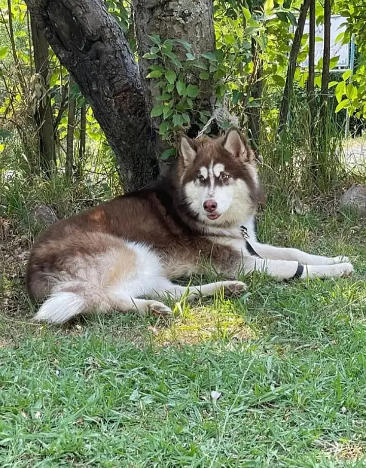 Siberian Husky | Husky | Siberian Husky Dog | Husky Dog for sale — photo 2