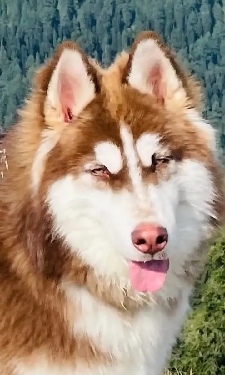 Siberian Husky | Husky | Siberian Husky Dog | Husky Dog for sale — photo 3