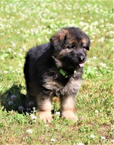 Long coat gsd puppy