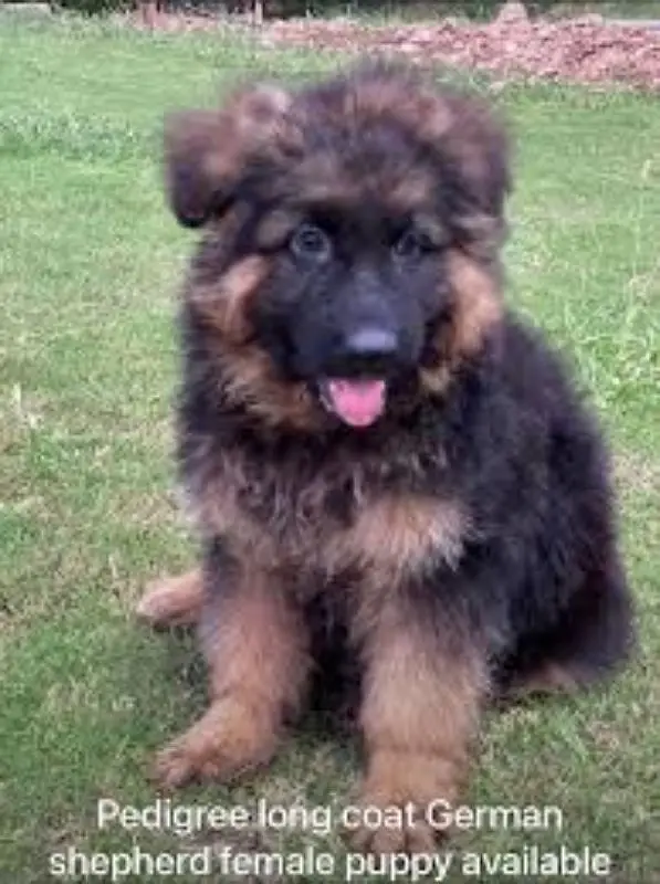 Long coat gsd puppy — photo 2