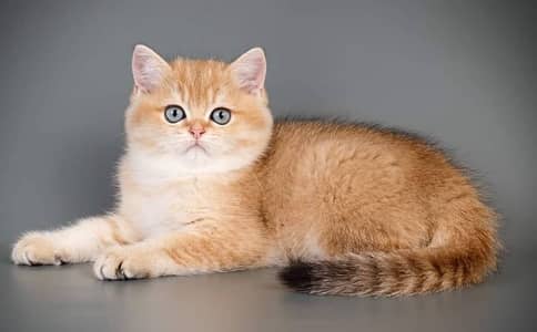 British Shorthair kitten