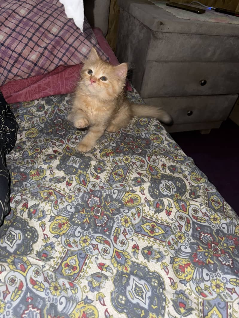 Kittens 0
