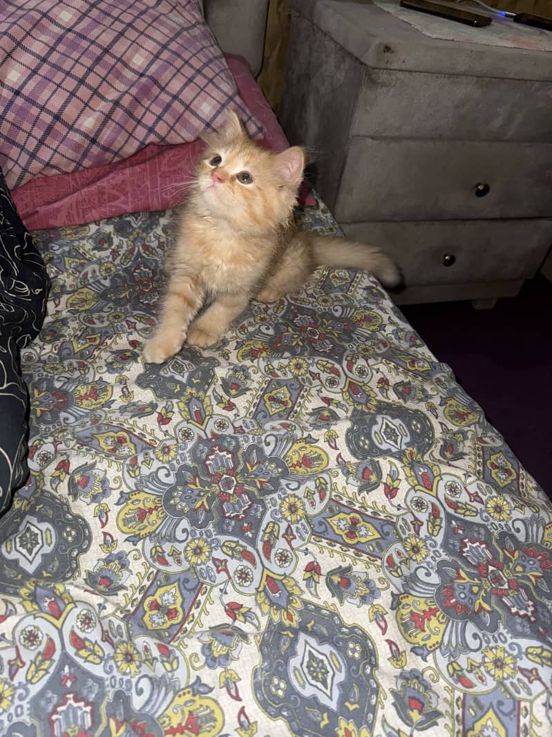 Kittens 1