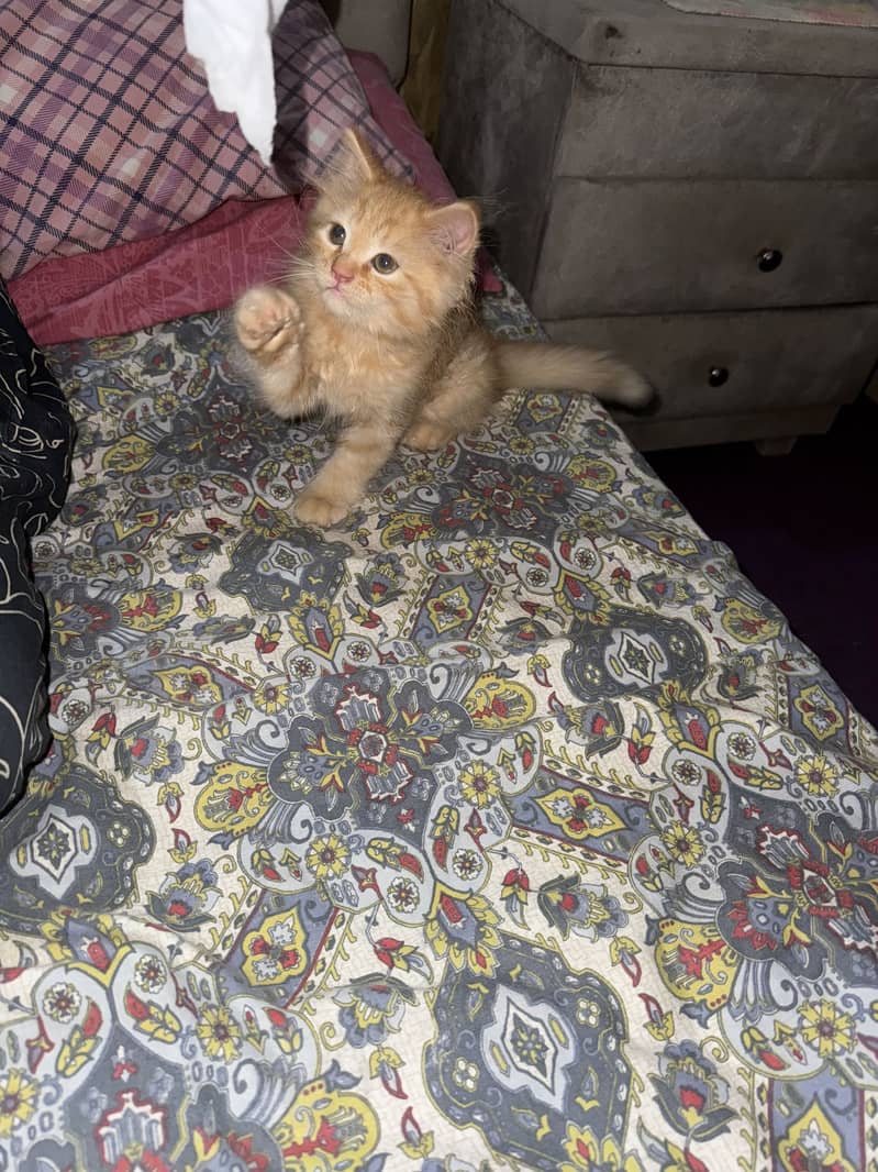 Kittens 2
