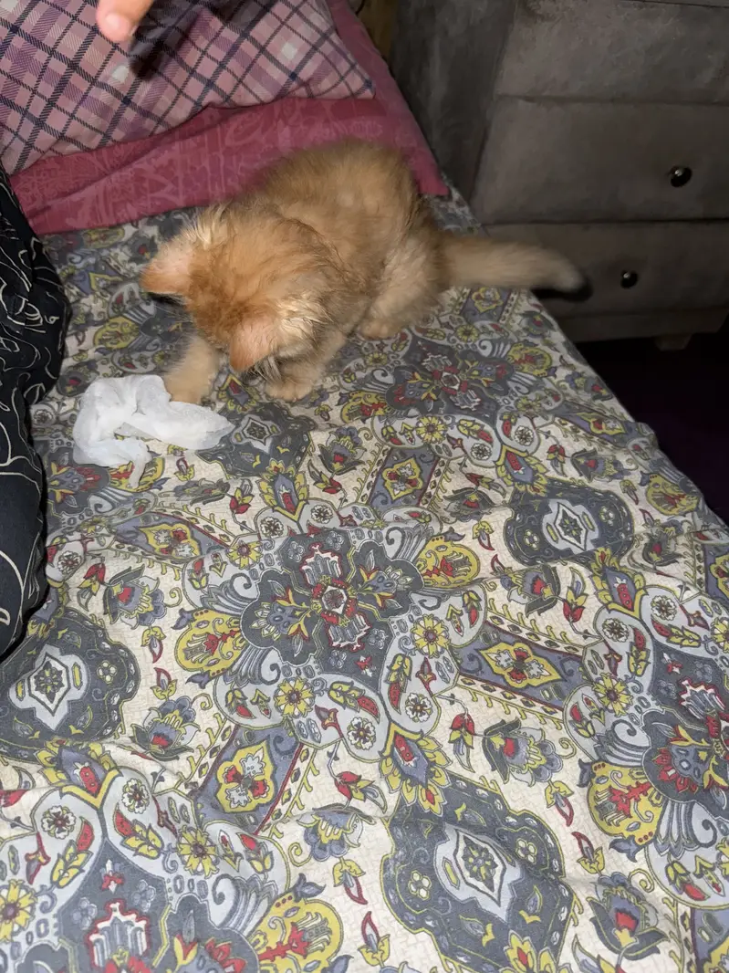 Kittens — photo 2