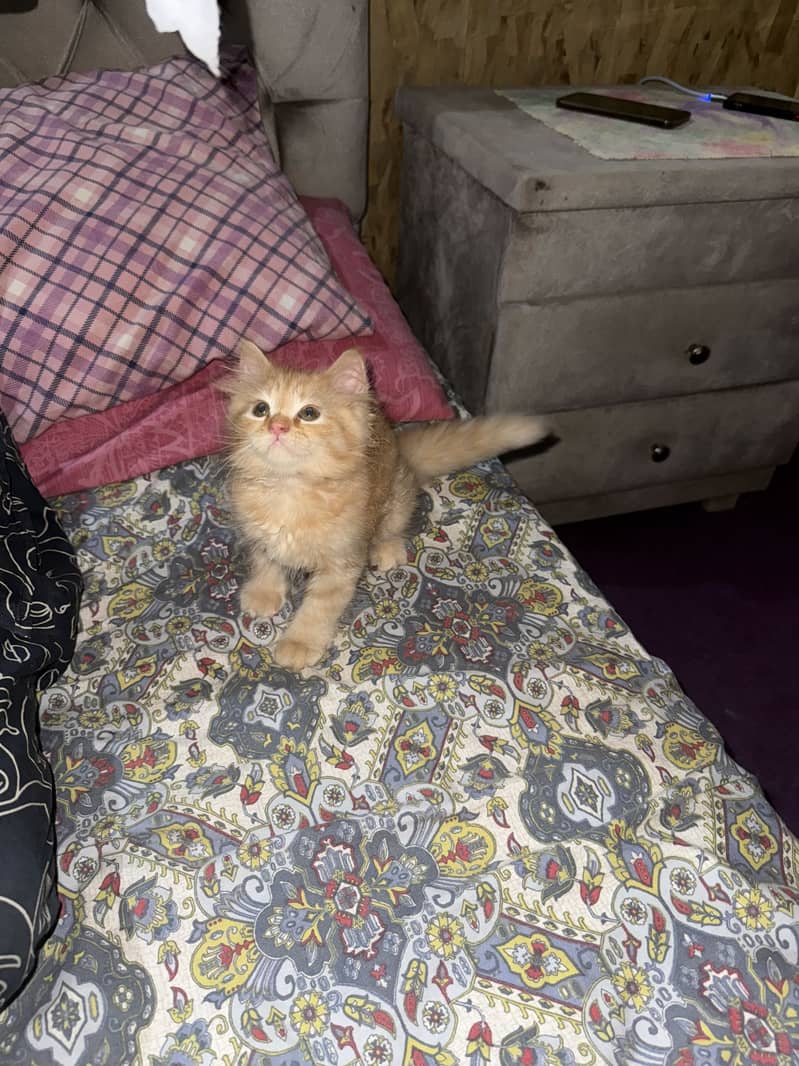 Kittens 4