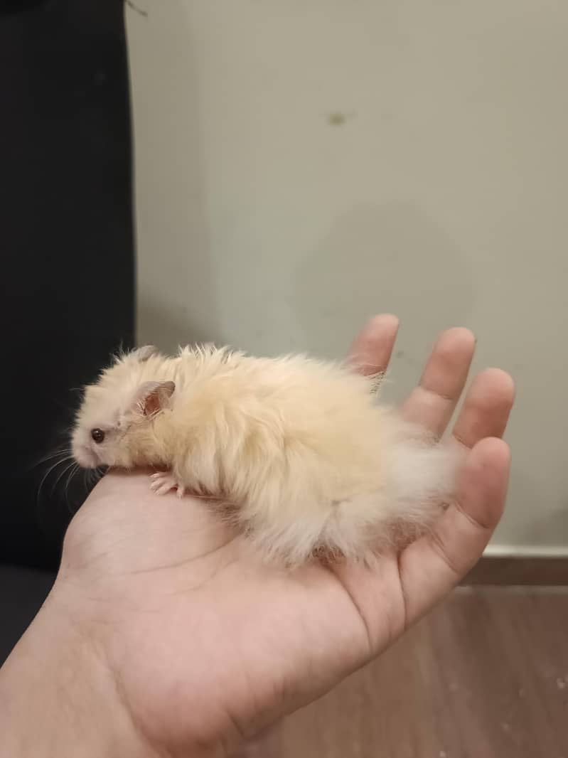HAMSTERS AVAILABLE 6