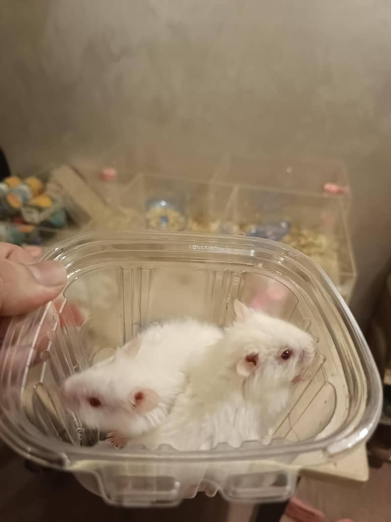 HAMSTERS AVAILABLE 7
