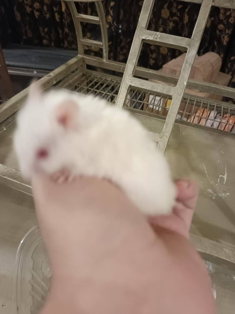 HAMSTERS AVAILABLE 8