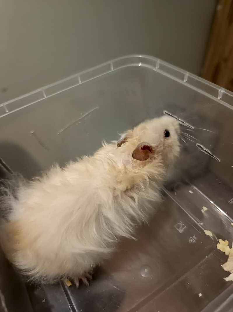 HAMSTERS AVAILABLE 9