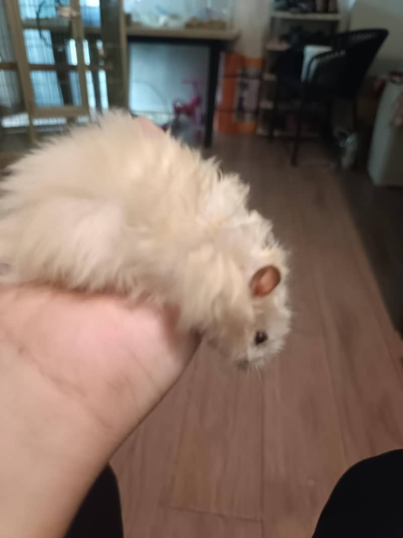 HAMSTERS AVAILABLE 10