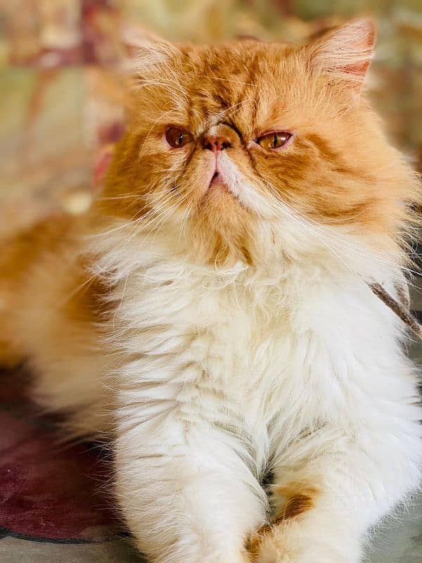 Peki cat 0