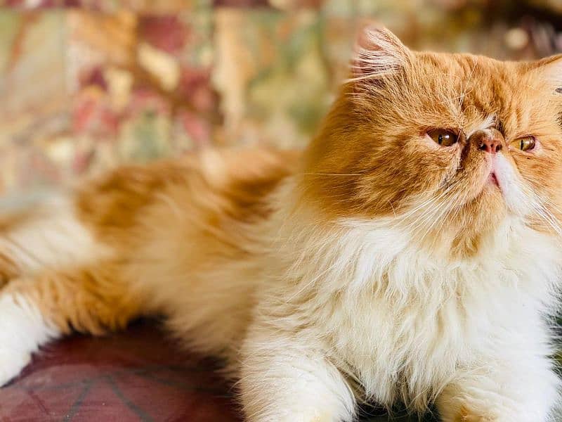 Peki cat 1