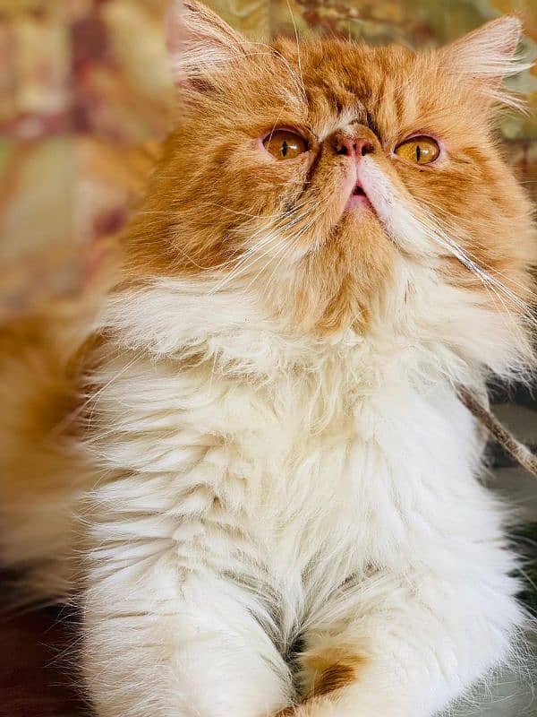 Peki cat 2