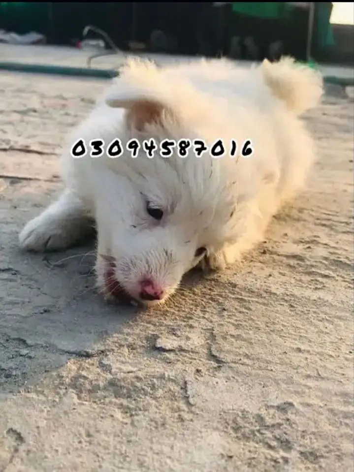 Russain puppies — photo 4