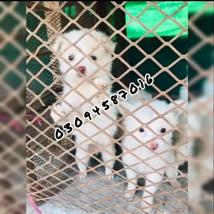 Russain puppies — photo 5