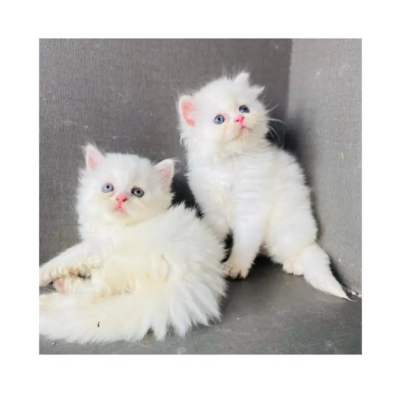 cash on delivery Persian kitten cats — photo 8