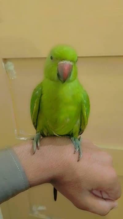 green parrot ringneck hand tamed age 6 month + location g9