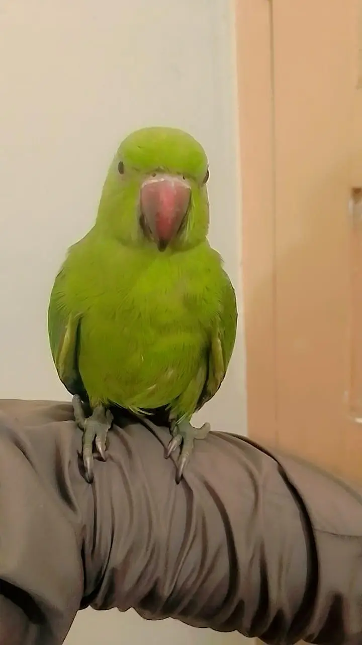 green parrot ringneck hand tamed age 6 month + location g9 — photo 2