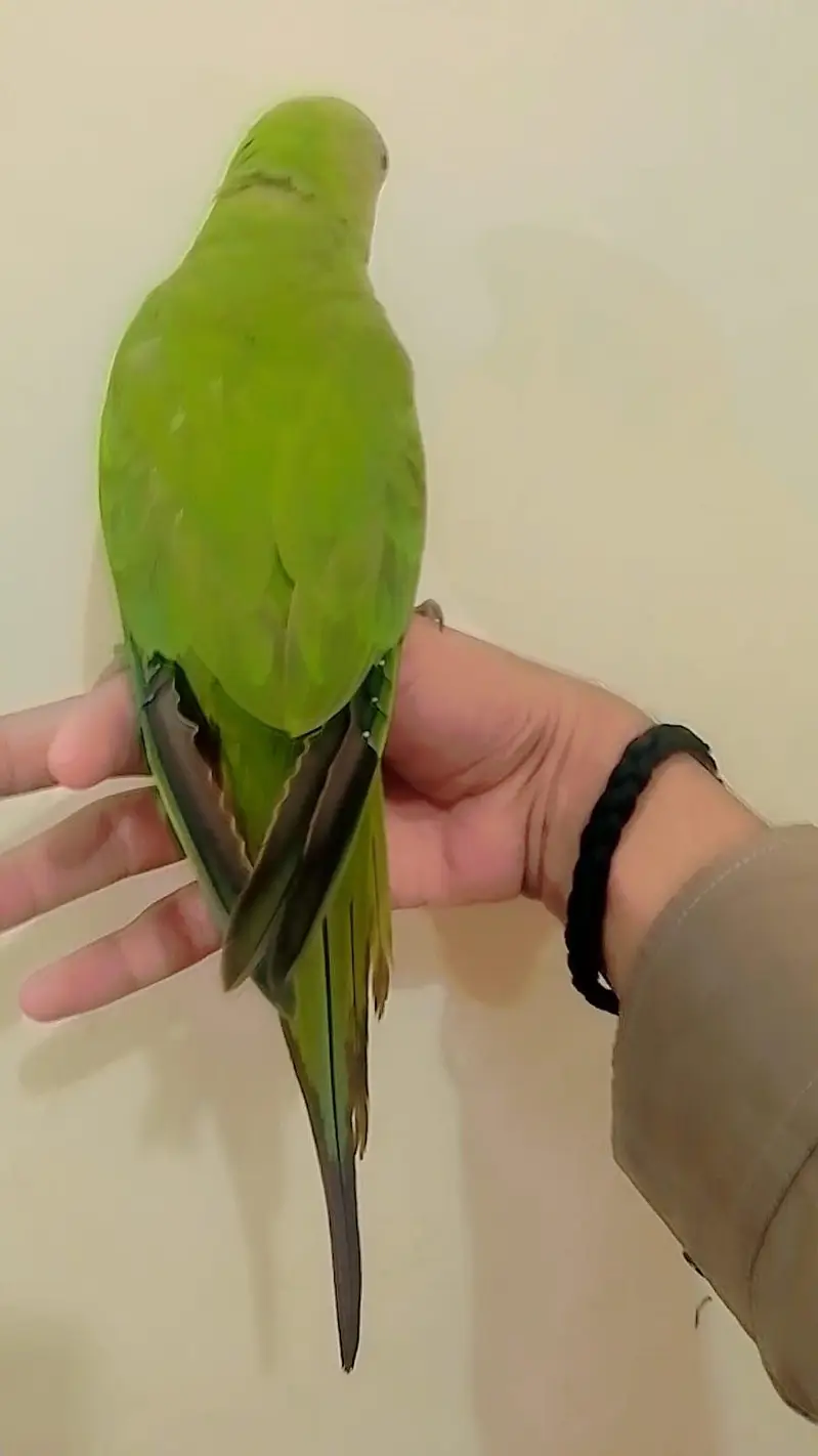 green parrot ringneck hand tamed age 6 month + location g9 — photo 3