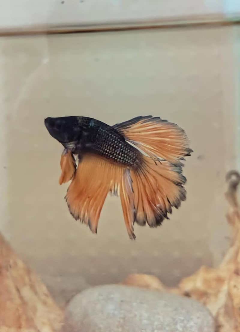 Exotic imported betta fish 2