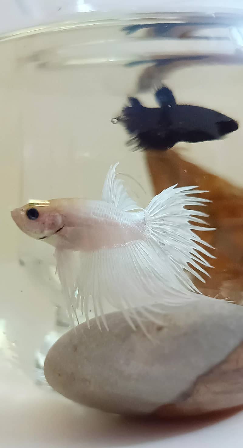 Exotic imported betta fish 3