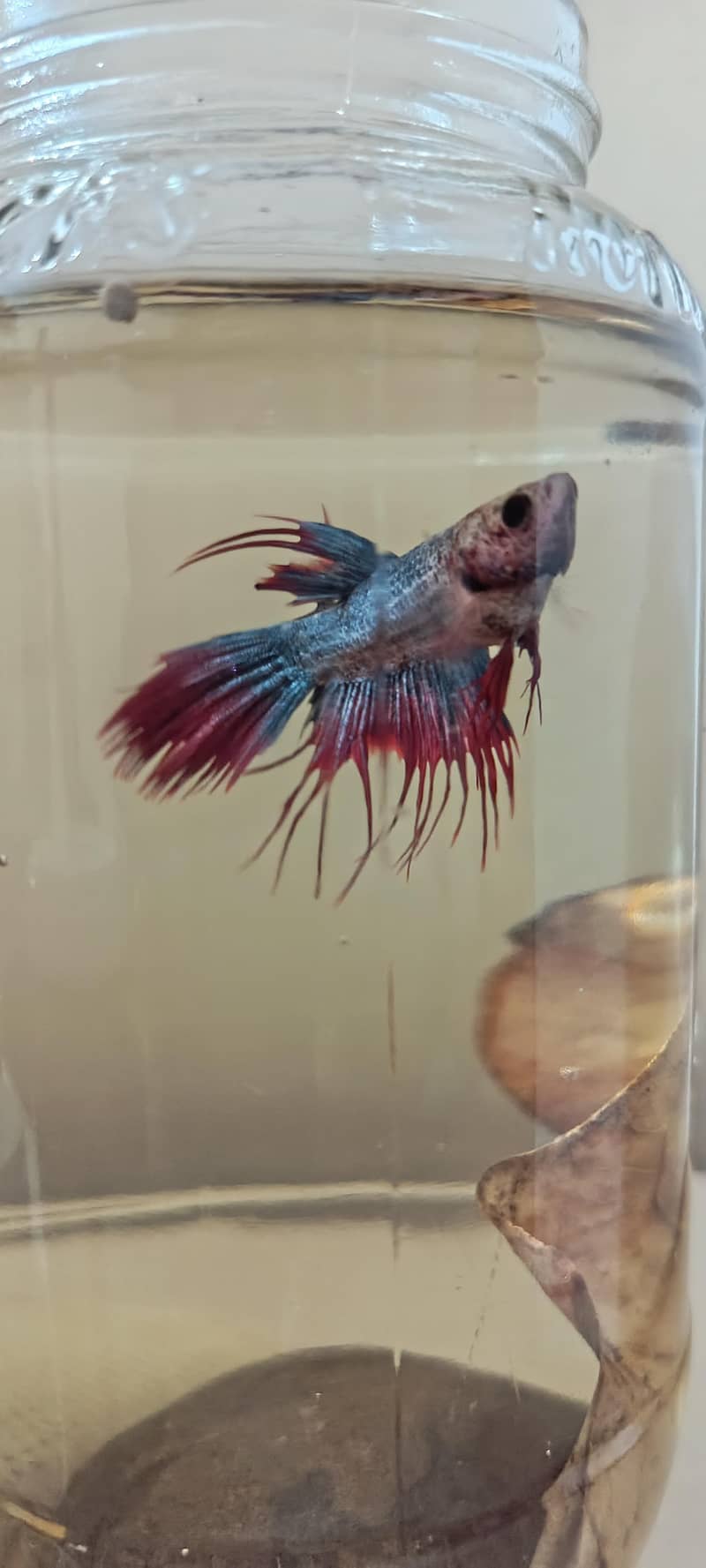 Exotic imported betta fish 5