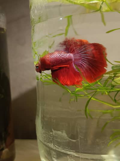 Exotic imported betta fish