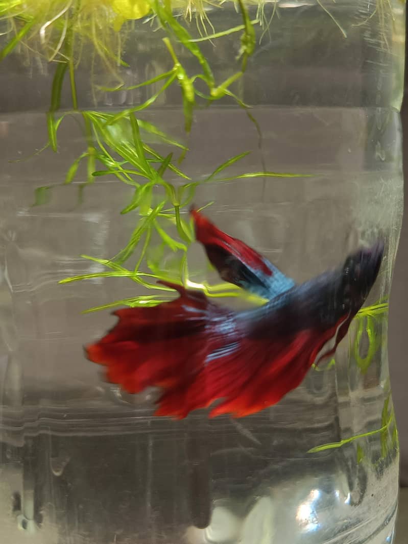 Exotic imported betta fish 4