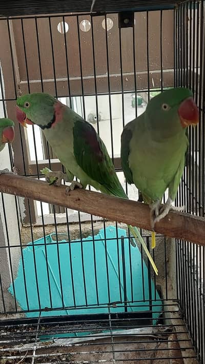 Raw Kashmiri Breeder Pair - 5 Years age