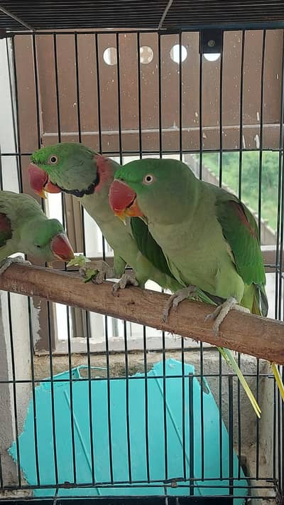 Raw Kashmiri Breeder Pair - 5 Years age