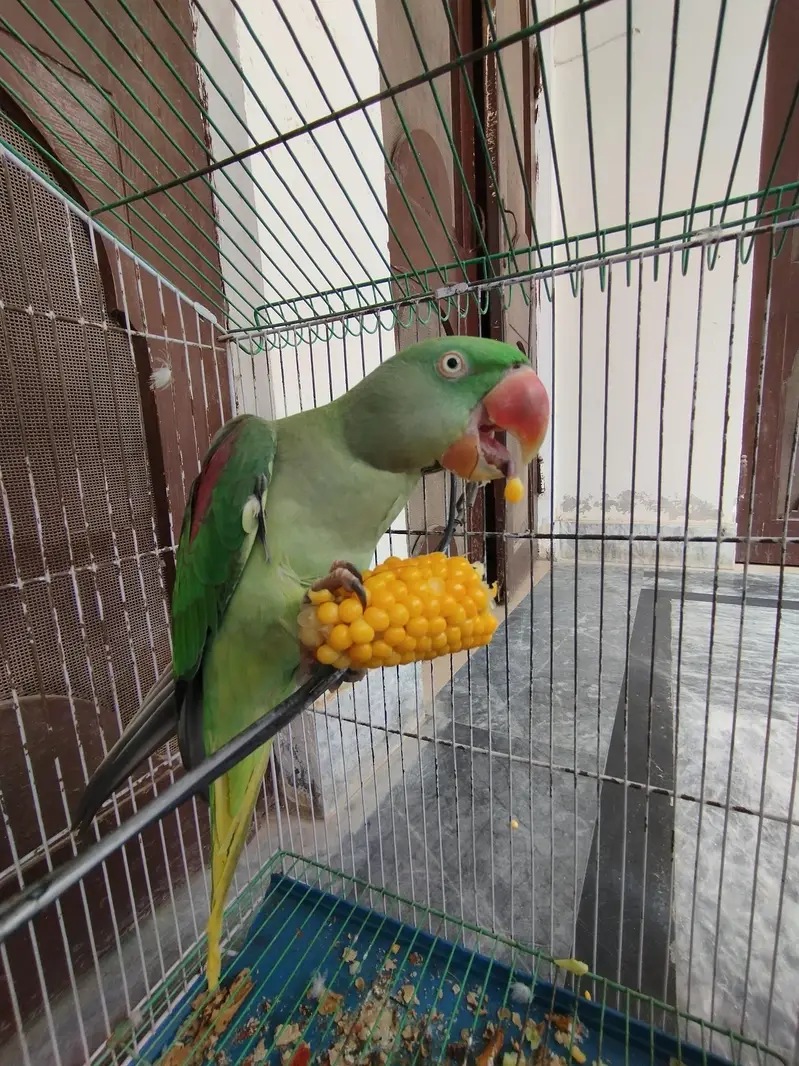 Raw Talking Parrot