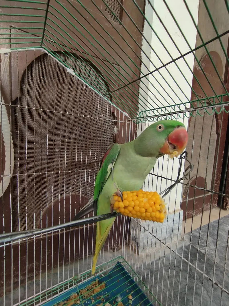 Raw Talking Parrot — photo 2