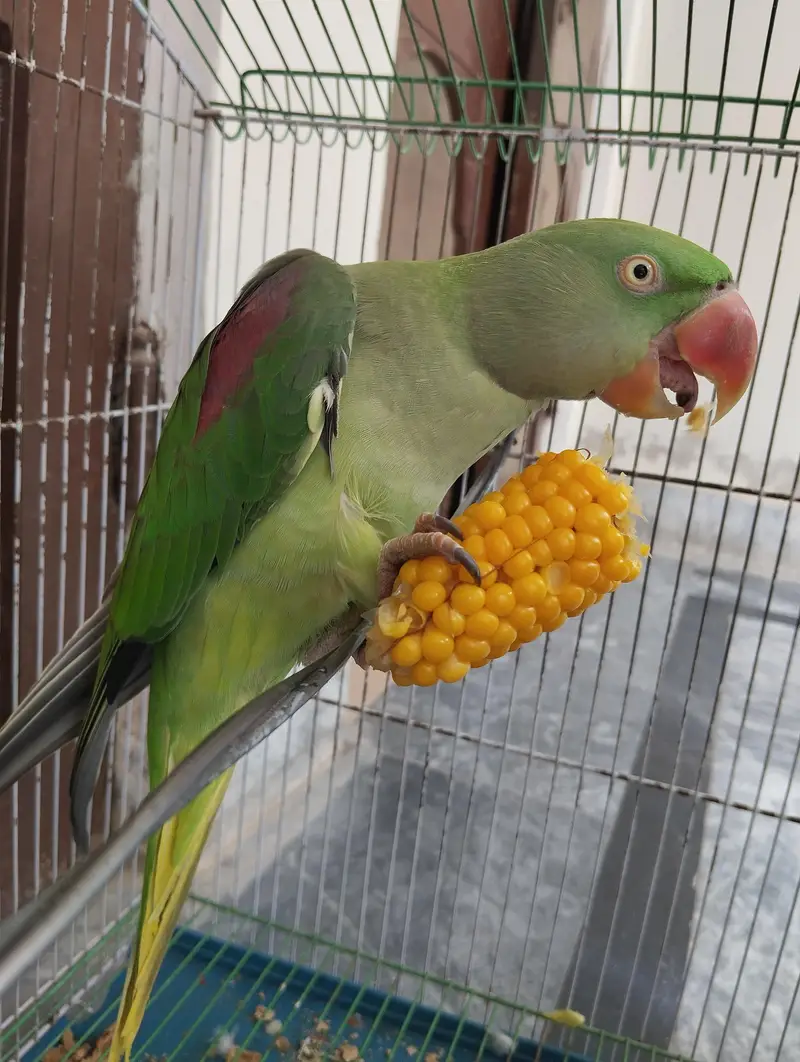 Raw Talking Parrot — photo 3