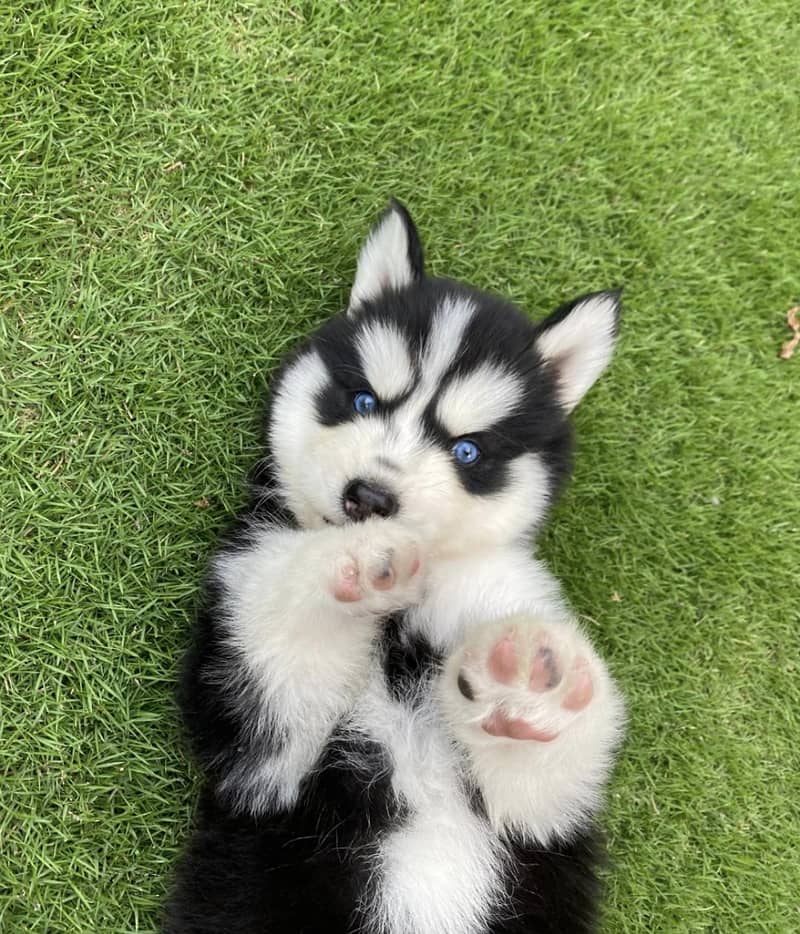 Cutie Husky Siberian Husky Puppies For Sale Olx Baby Husky