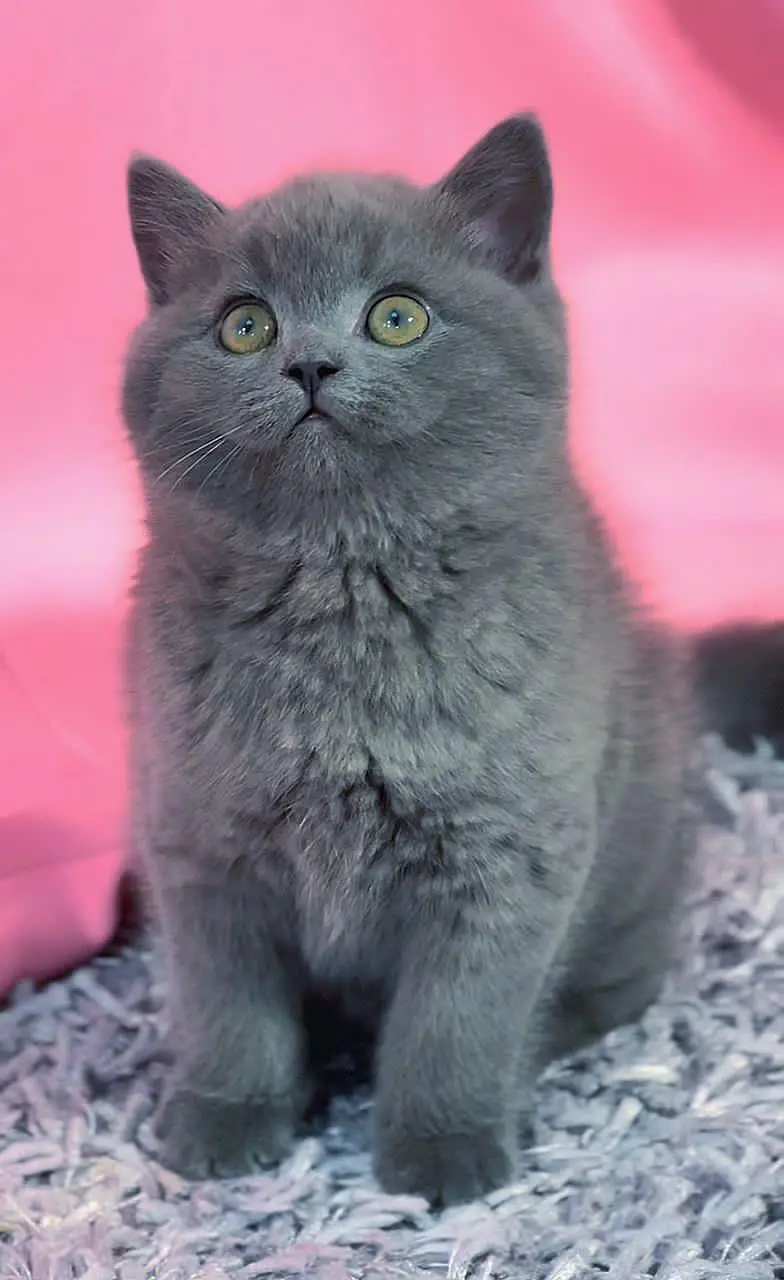 British shorthair — photo 2