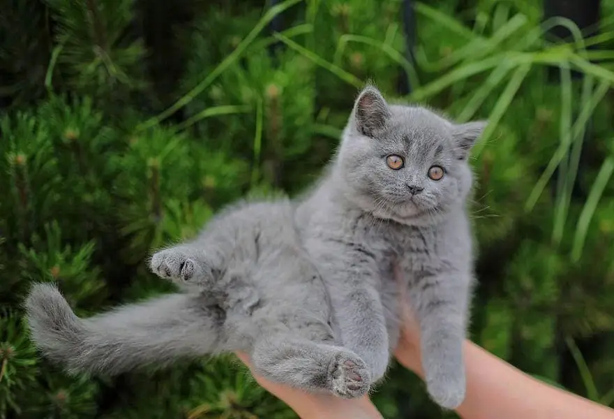 British shorthair — photo 3