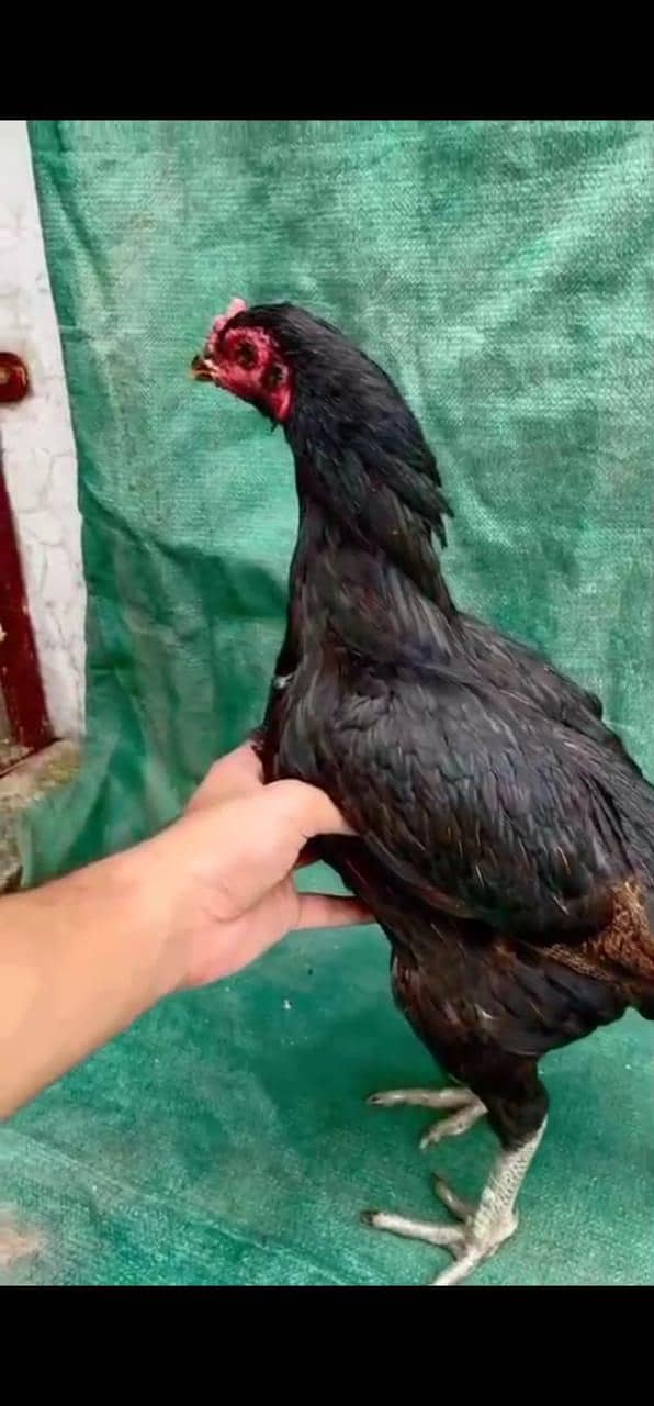 vait paigon - Hens - 1105716887