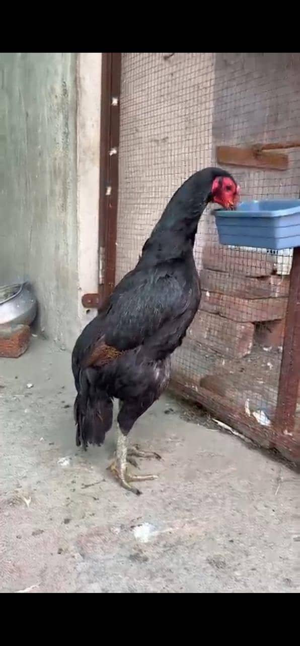 vait paigon - Hens - 1105716887