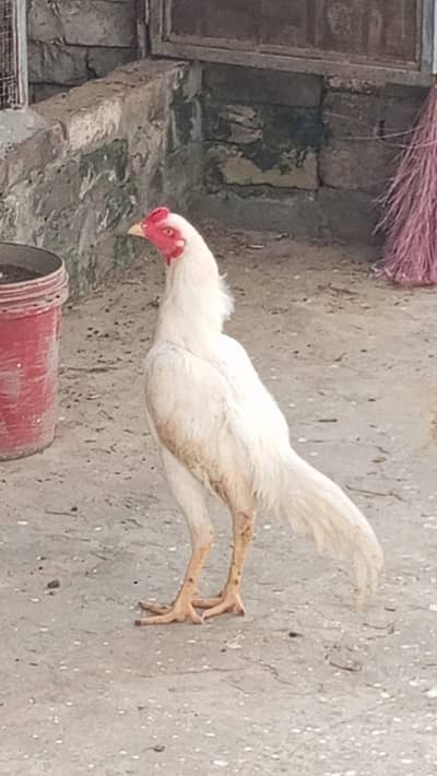 Eggs of Heera Aseel
