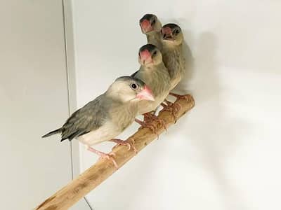 Java, for sale and  exchange Possible