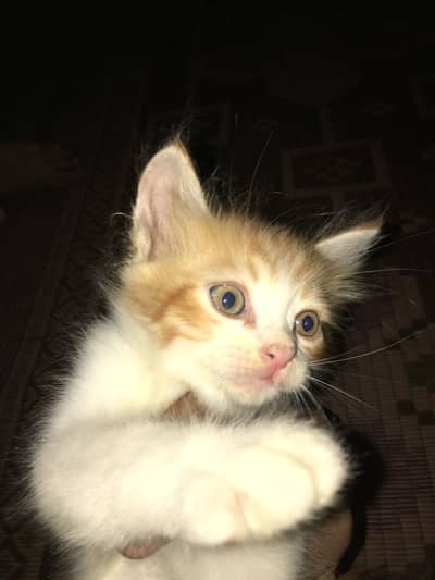 Original persion kitten 3rd chord
