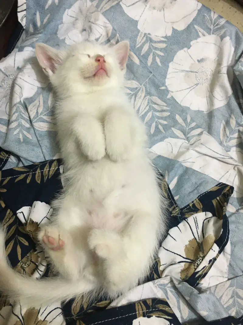 Original persion kitten 3rd chord — photo 2