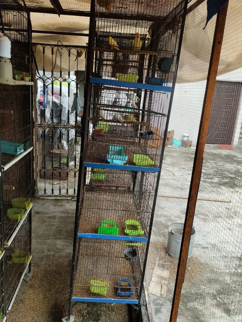 Australian birds or love birds or cages