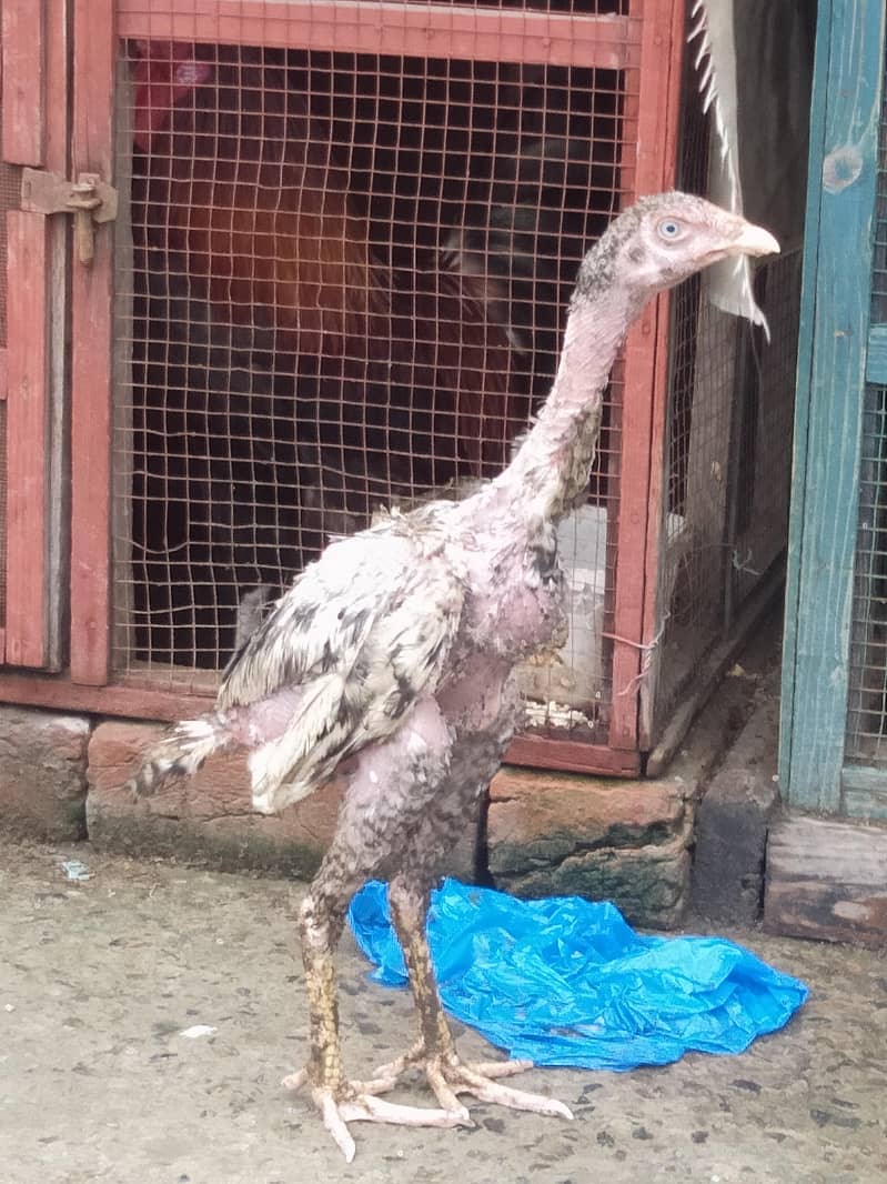 aseel pathy pathiyan for sale - Hens - 1105752417