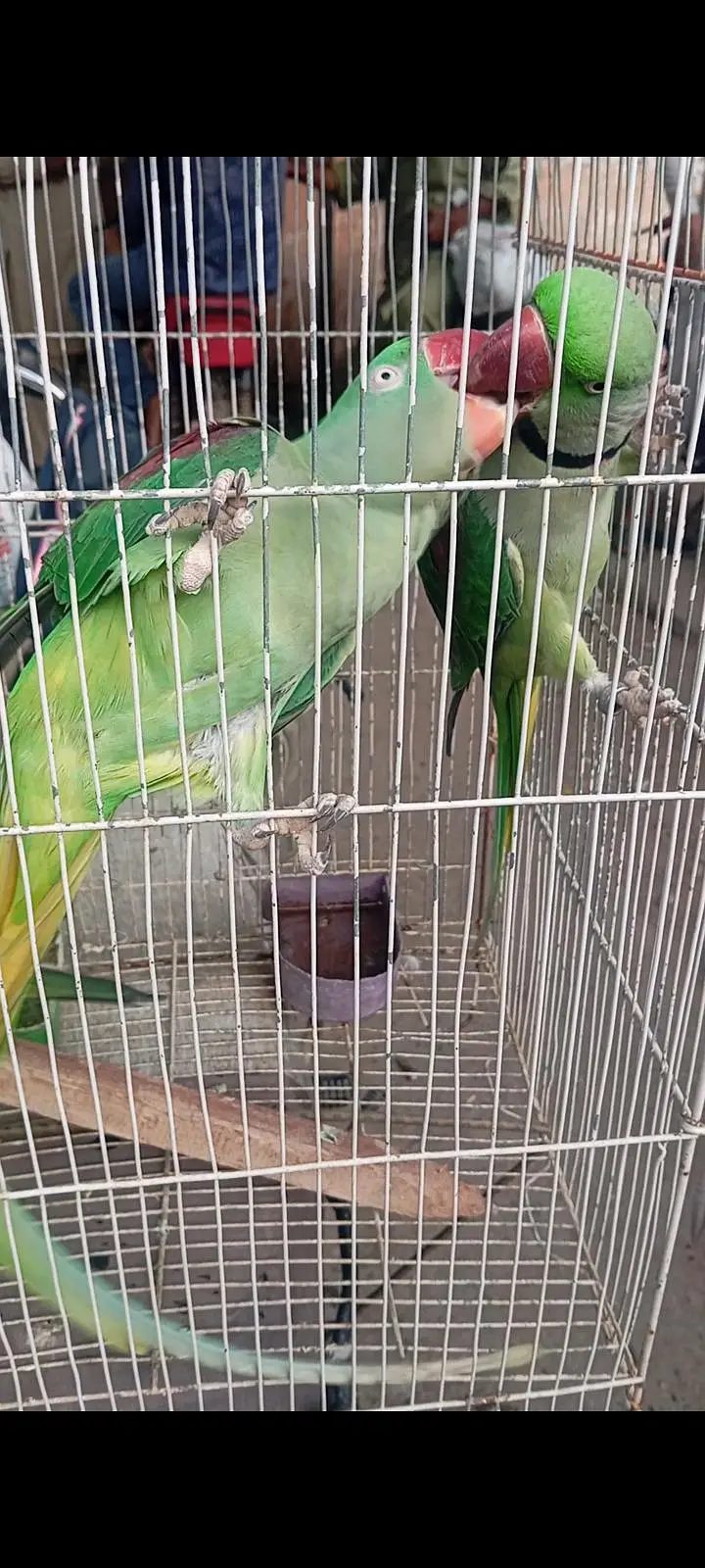 mahsllah breeder pair 1000 percent space issue ha — photo 4
